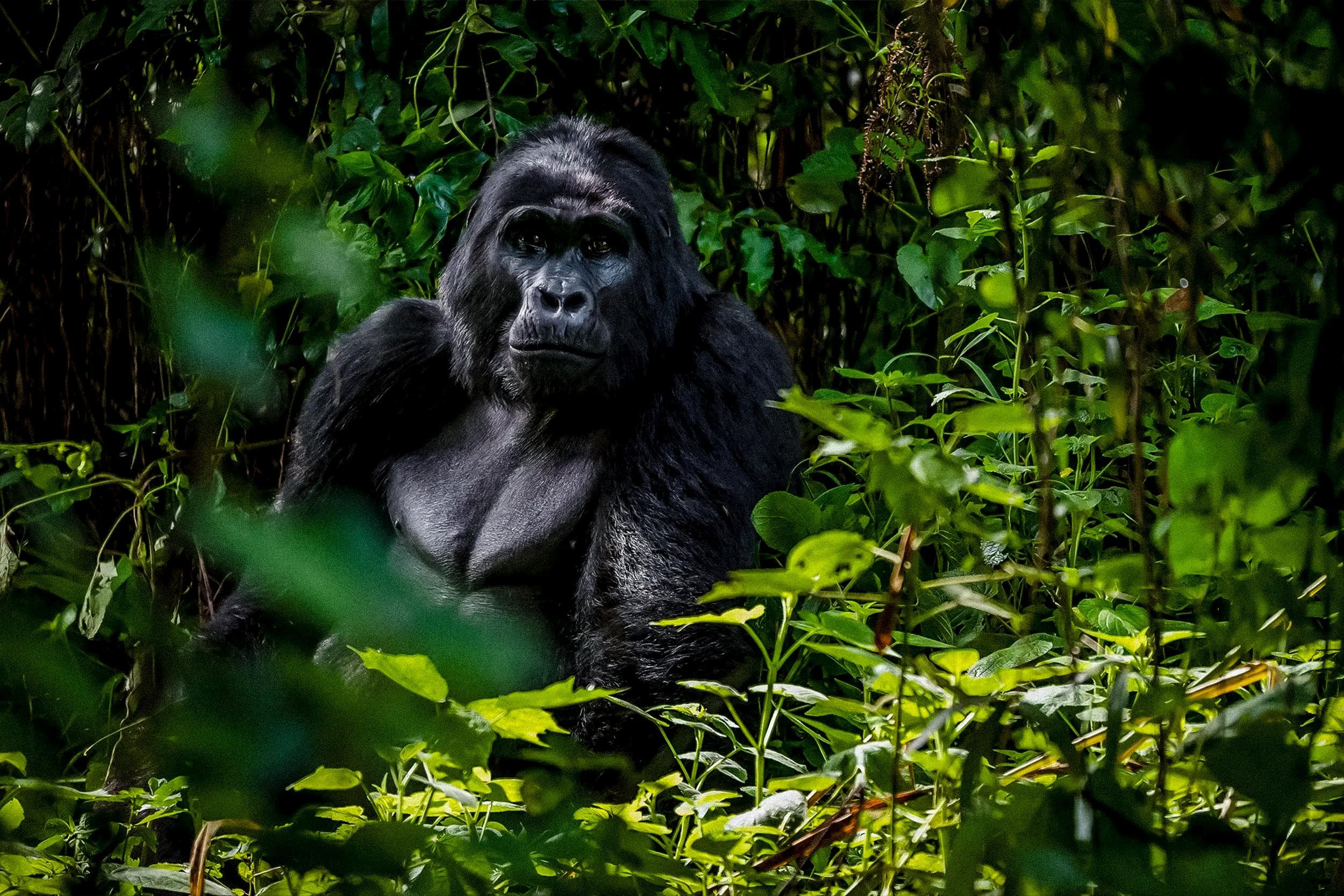 Bwindi Gorilla Trek: A Private Rwanda - Uganda Primate Journey
