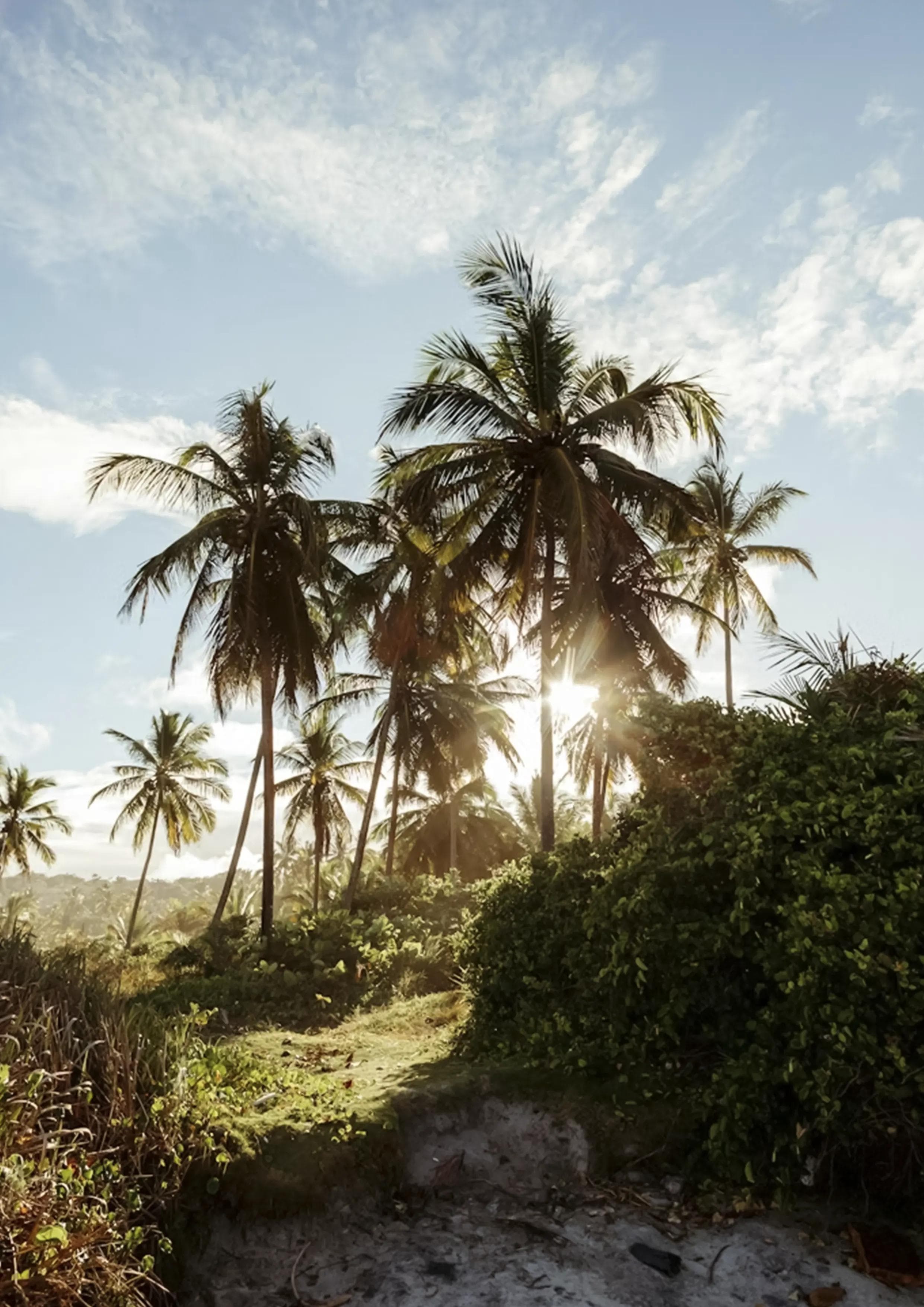 MOUNTAIN PINE RIDGE WATERFALLS AND FOREST LANDSCAPES