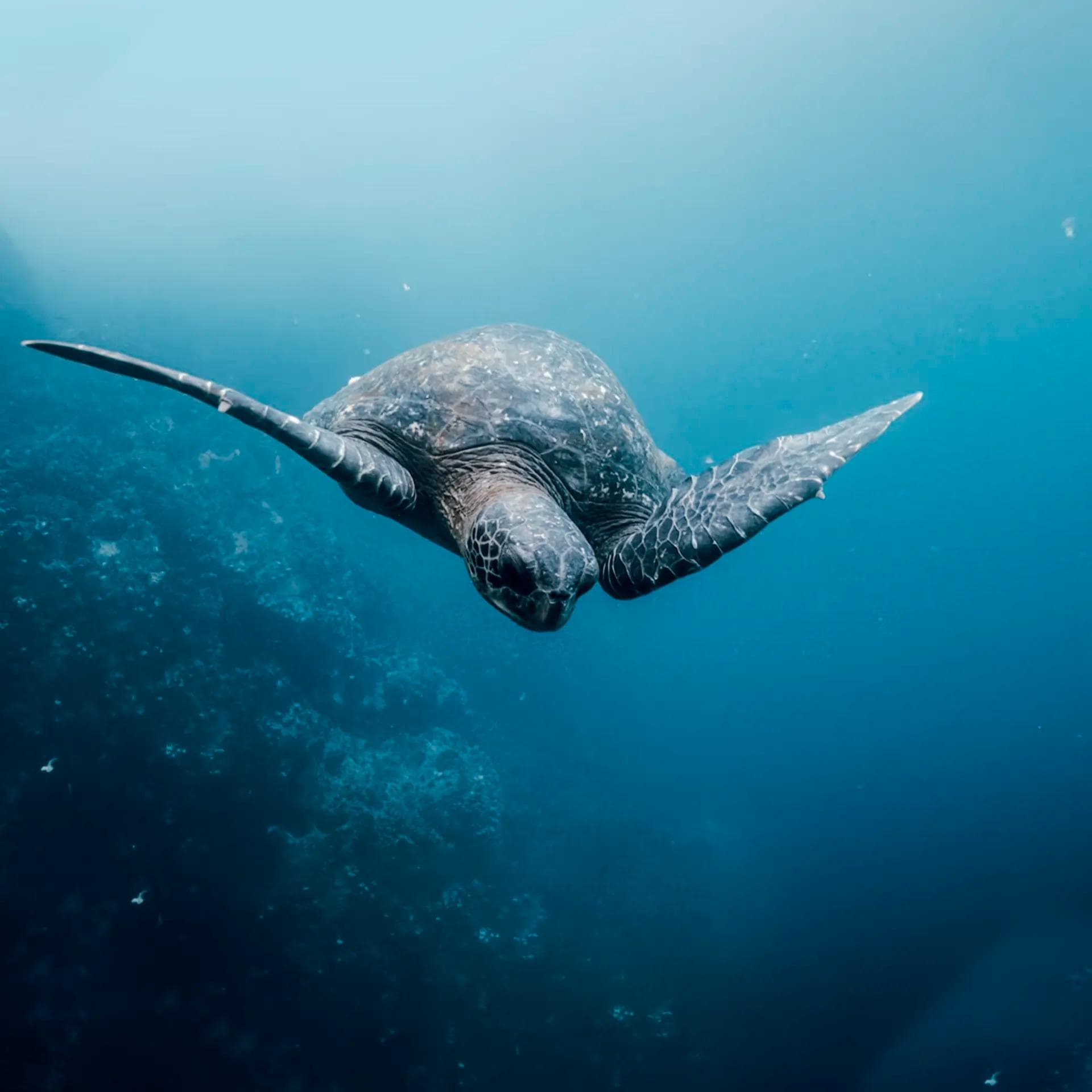 SANTA CRUZ HIGHLANDS AND CONSERVATION INSIGHT