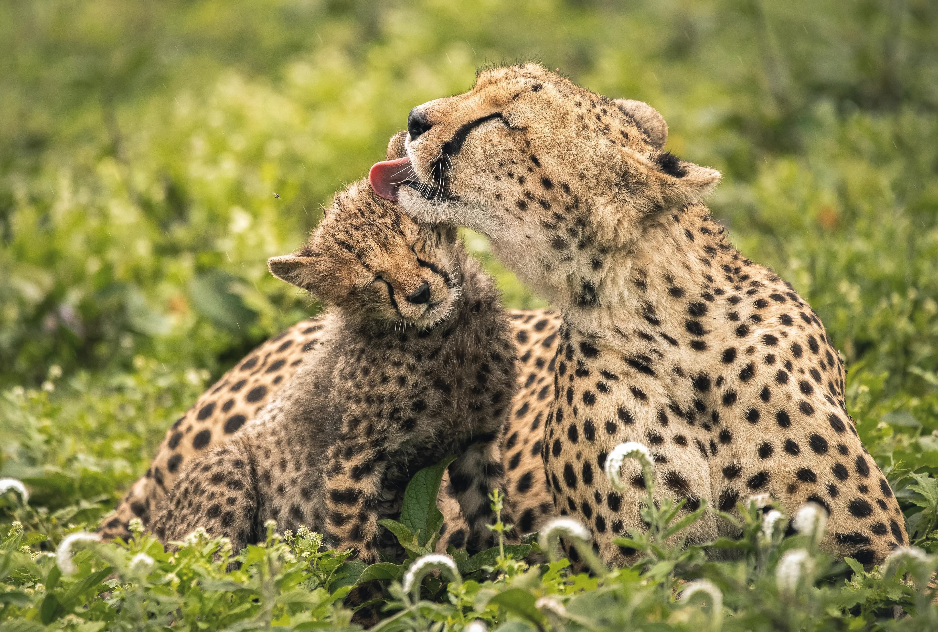 TARANGIRE | GAME VIEWING AND LOCAL FLAVORS