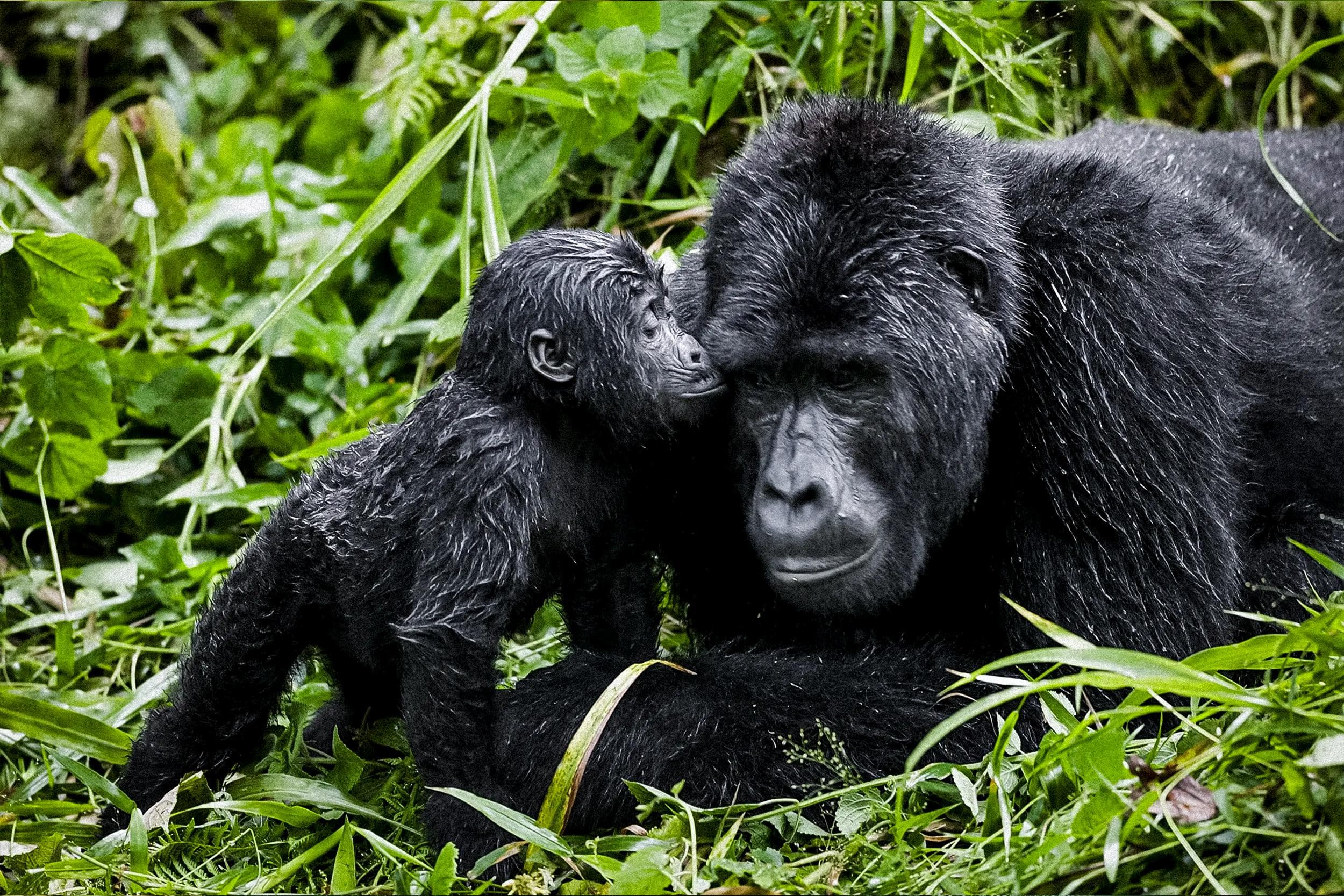 BWINDI IMPENETRABLE NATIONAL PARK · GORILLA TREKKING