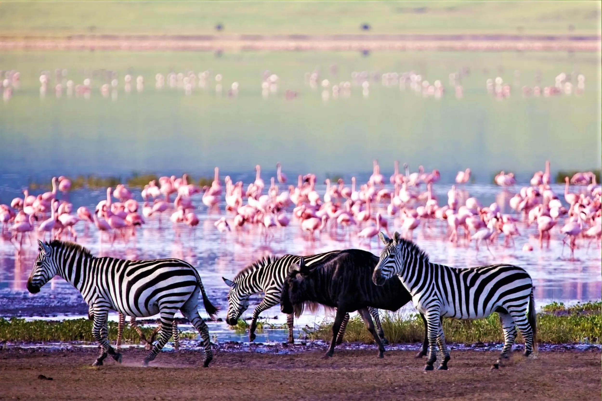Ngorongoro Crater & the Highlands