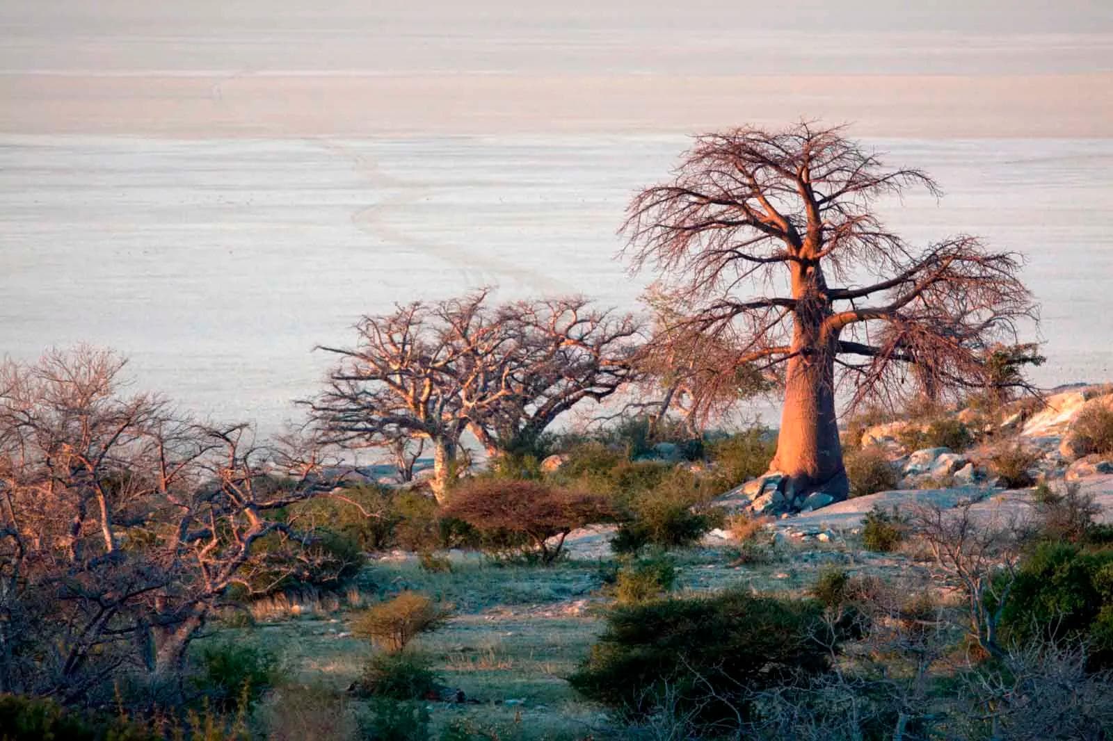ZAMBEZI RIVER TO MAKGADIKGADI PANS