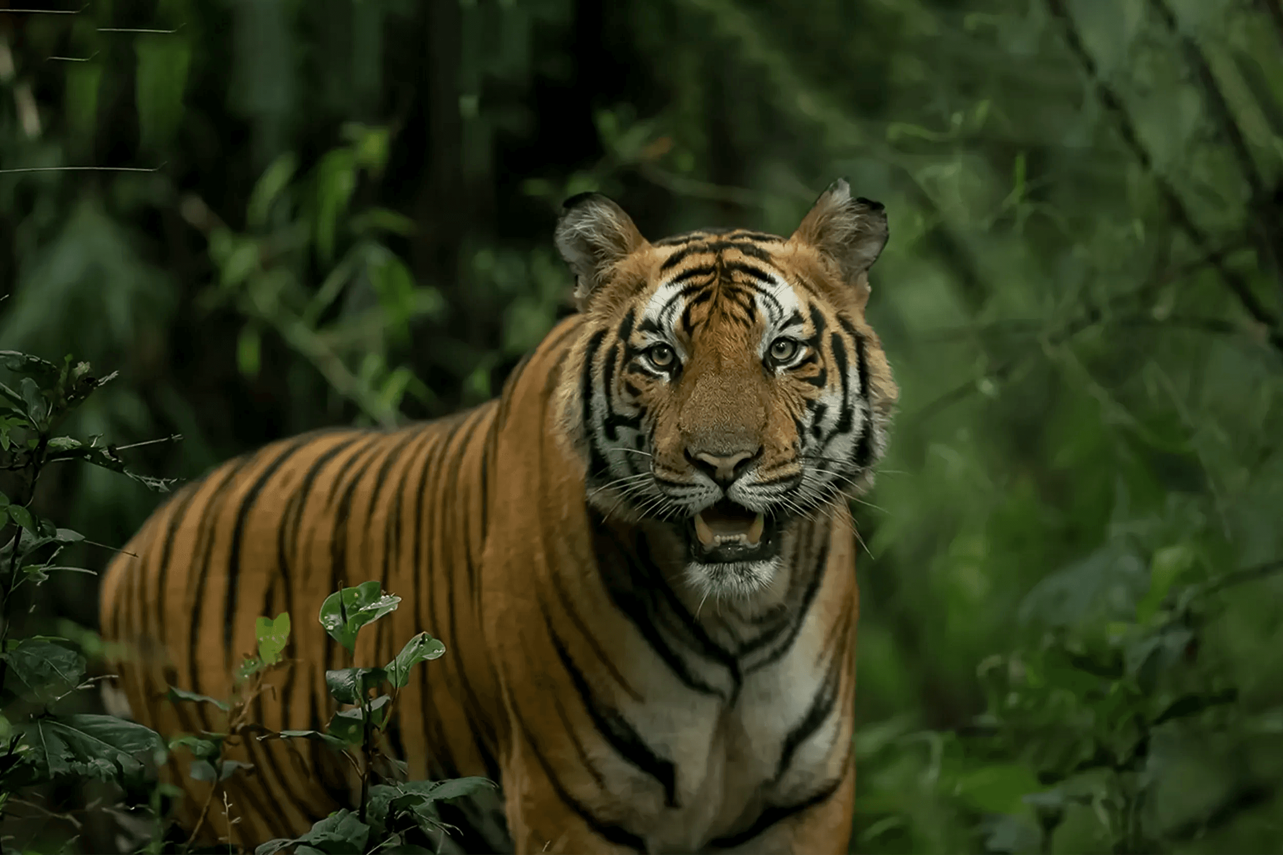 CENTRAL INDIA TIGER TOUR