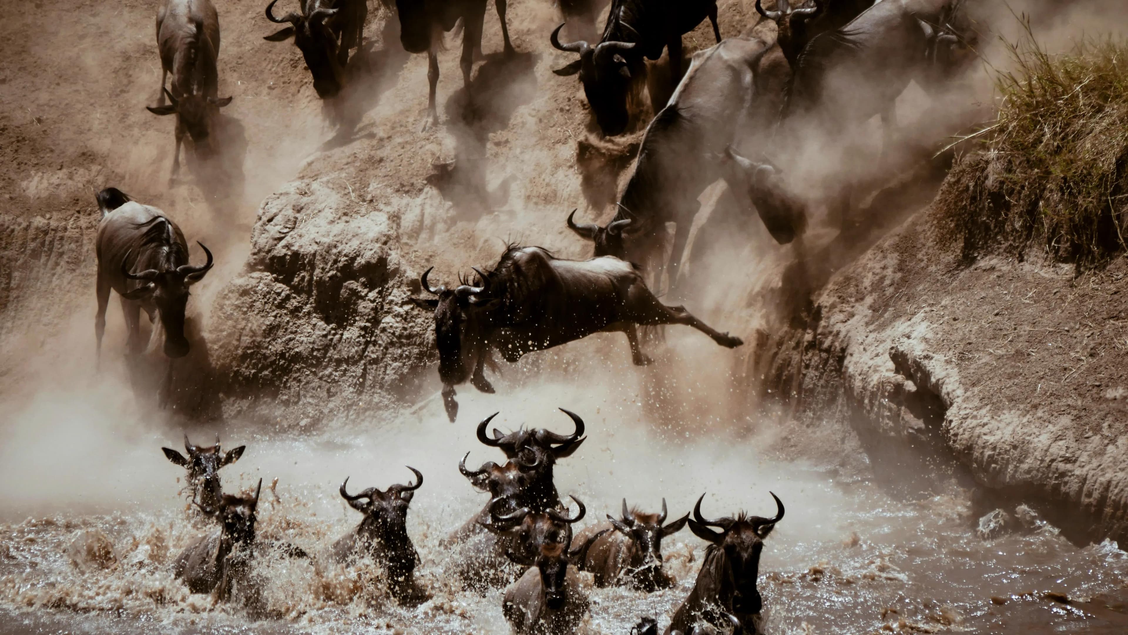 THE GREAT MIGRATION SAFARI EXPERIENCE