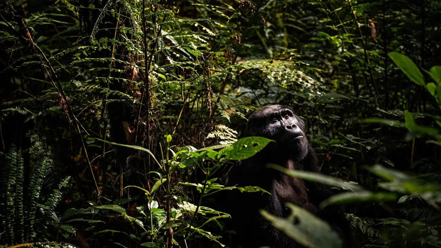 Mgahinga & the Virunga Highlands