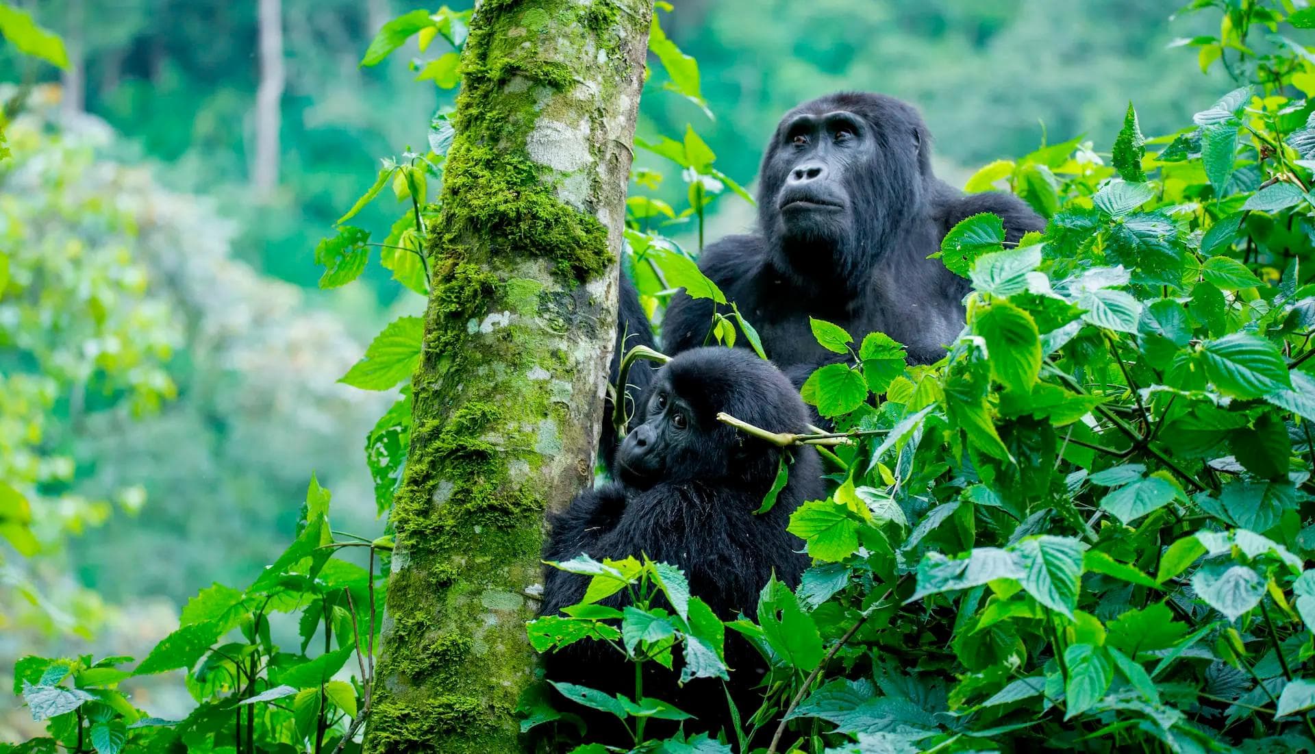 Uganda: Gorilla Trekking and Safari Adventure
