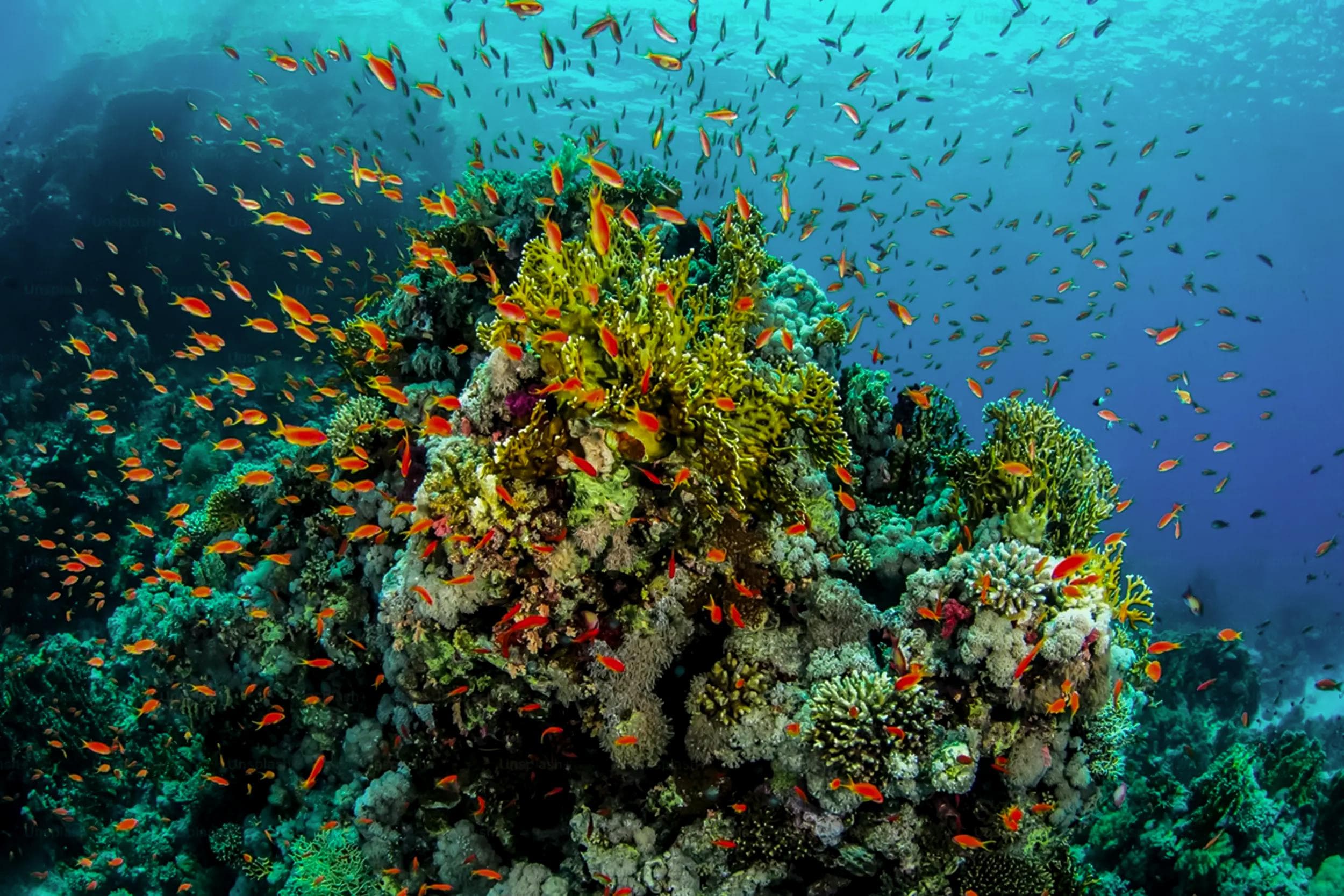 BELIZE COAST & CARIBBEAN REEF