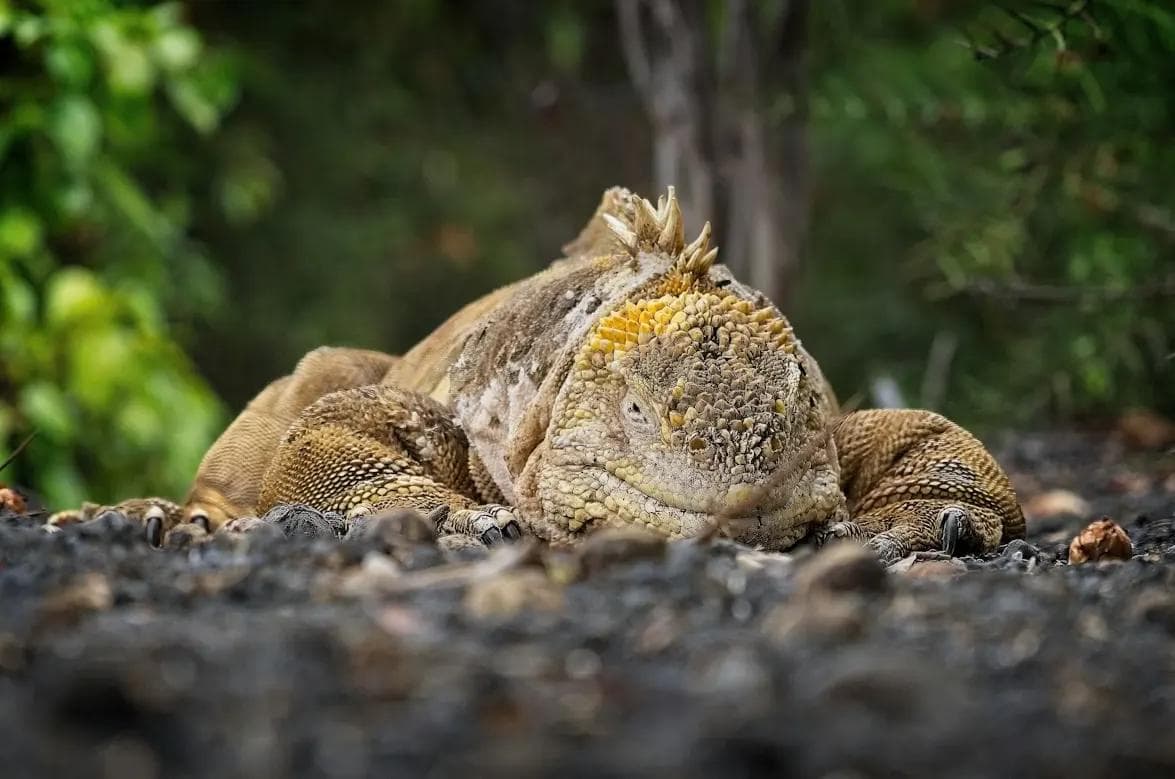 SOUTH PLAZA AND NORTH SEYMOUR, WILDLIFE FINALE