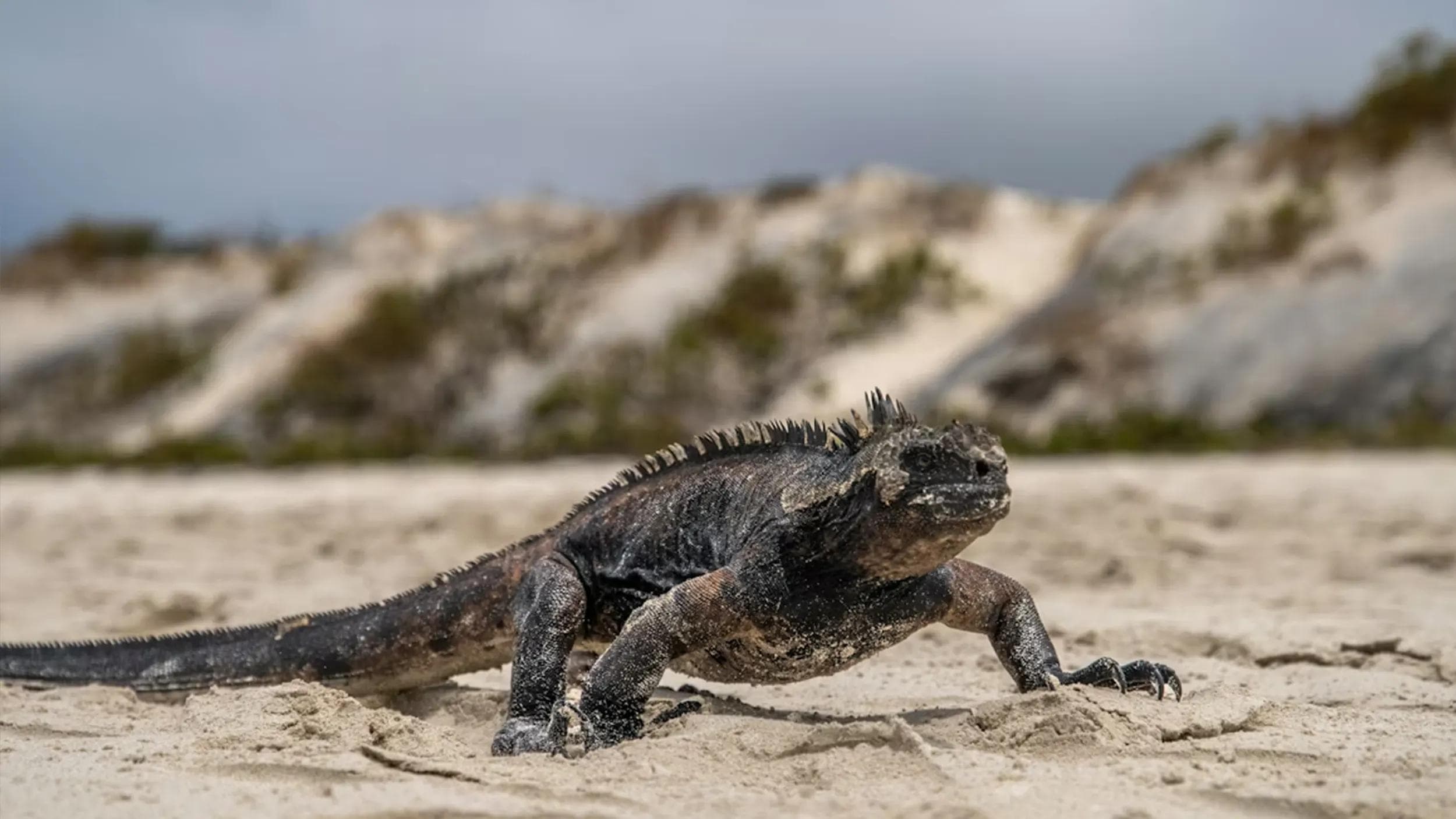 ECUADOR & GALÁPAGOS