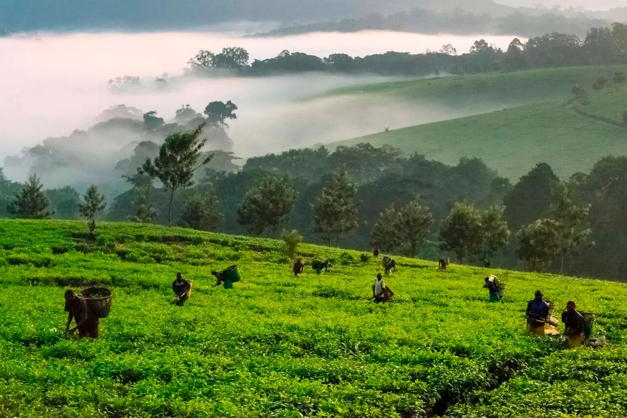 MURCHISON FALLS TO KIBALE NATIONAL PARK