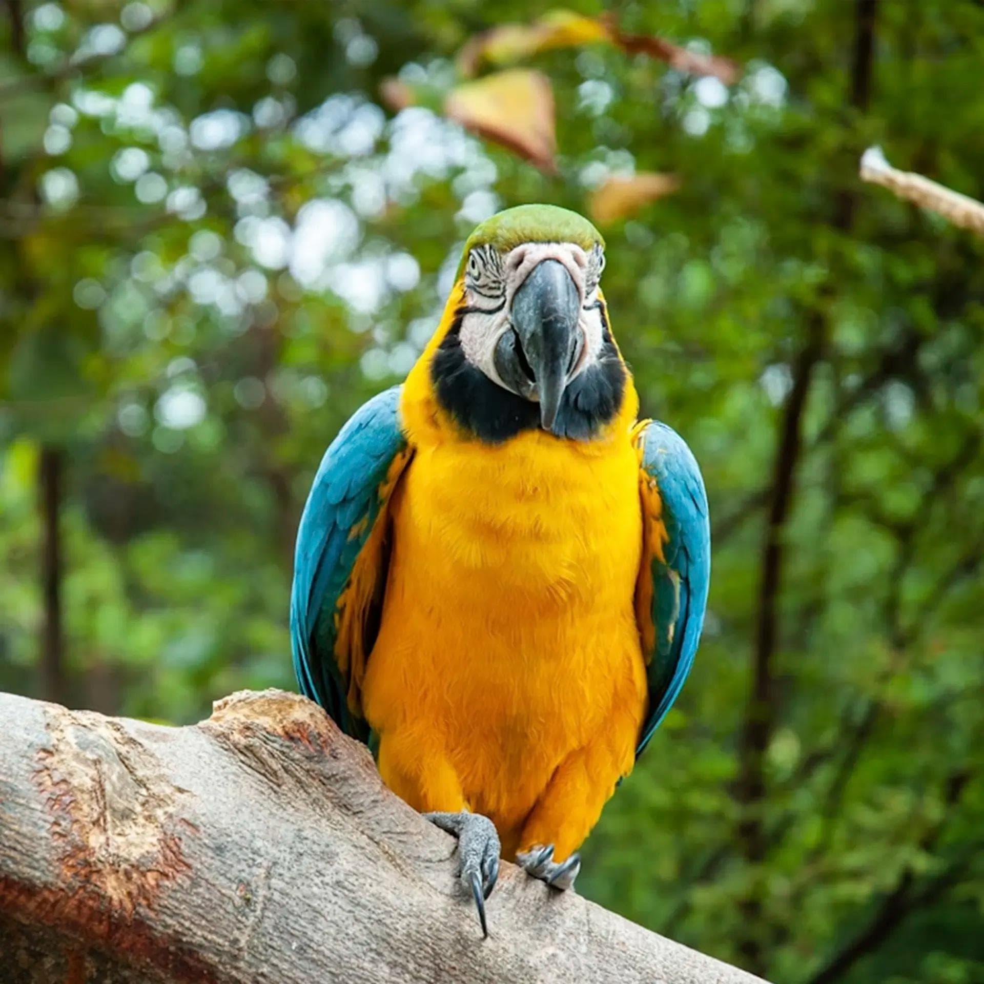 Cloud Forests & Biodiversity Reserves