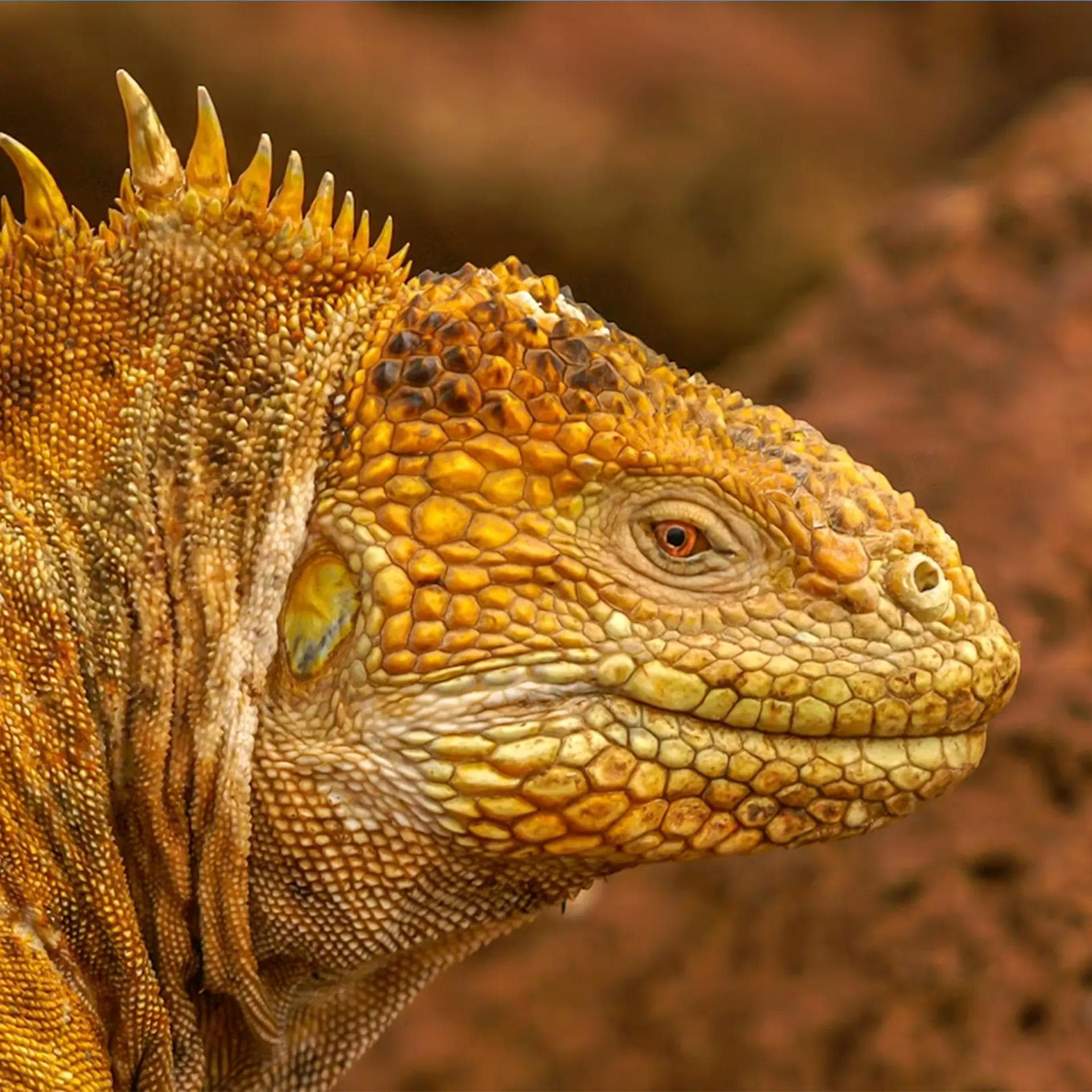 GUAYAQUIL TO SAN CRISTÓBAL AND KICKER ROCK