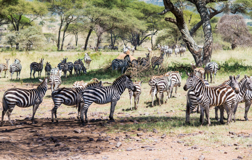 12 Days Ndutu Migration Safari