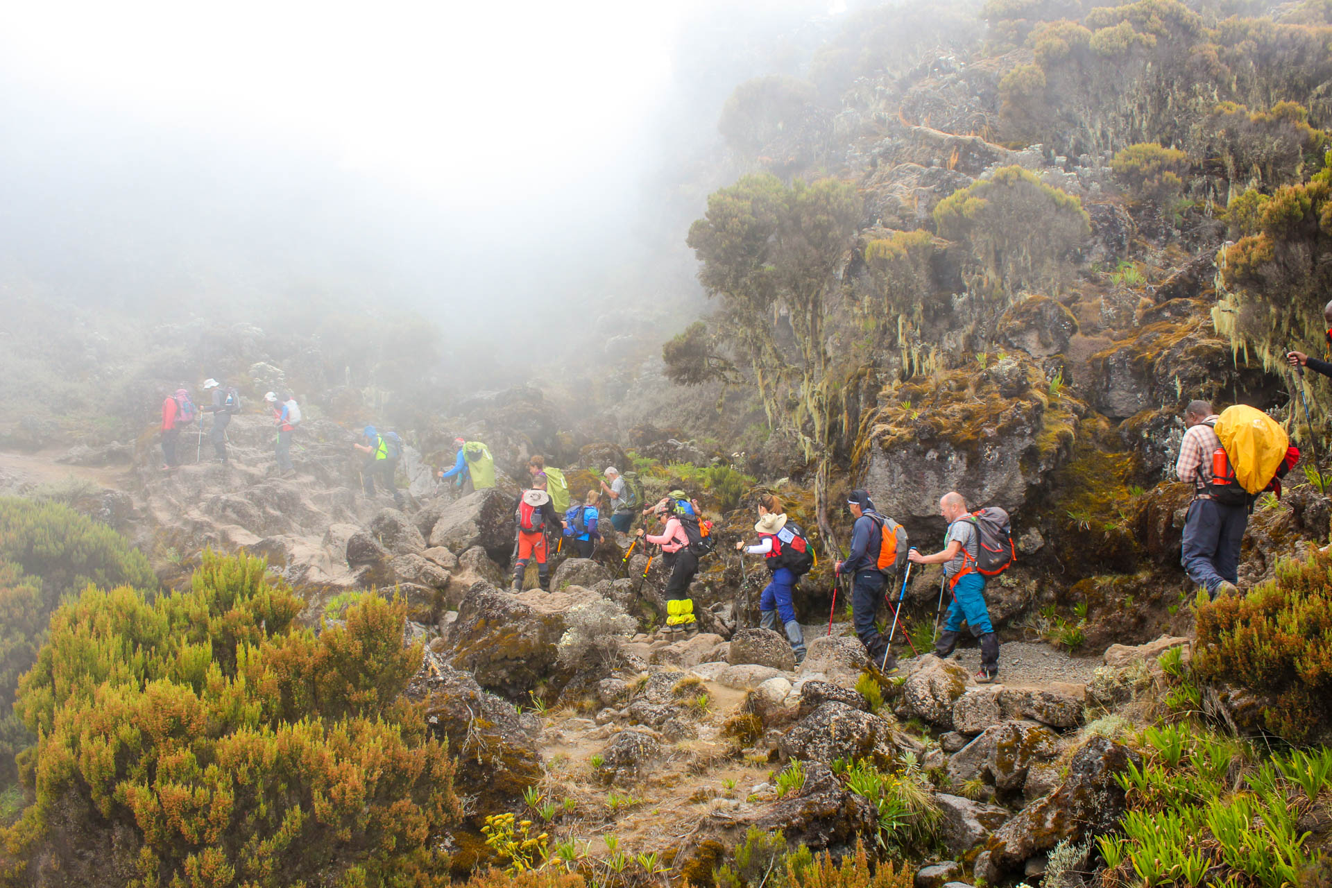 Kilimanjaro 7 Days Rongai Route - Nature Horizons