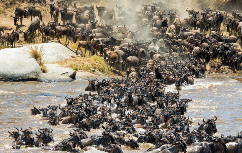 7 Days Kogatende Migration Safari