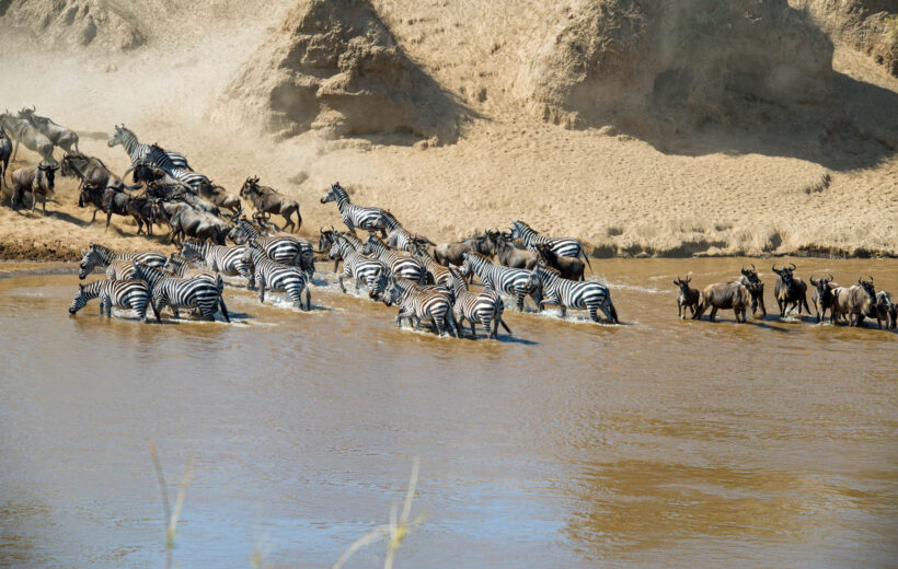 9 Days Kogatende Migration Safari