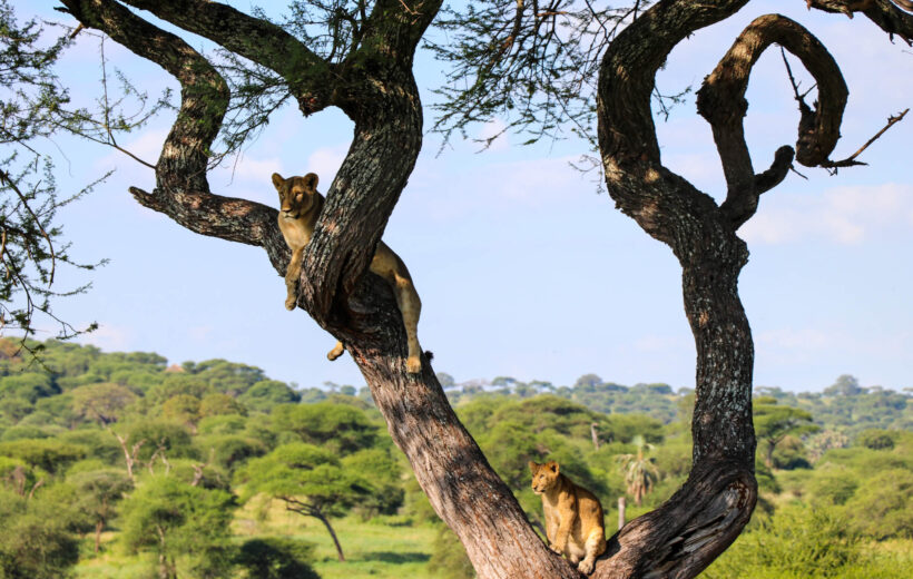 3 Days Serengeti and Ngorongoro Safari