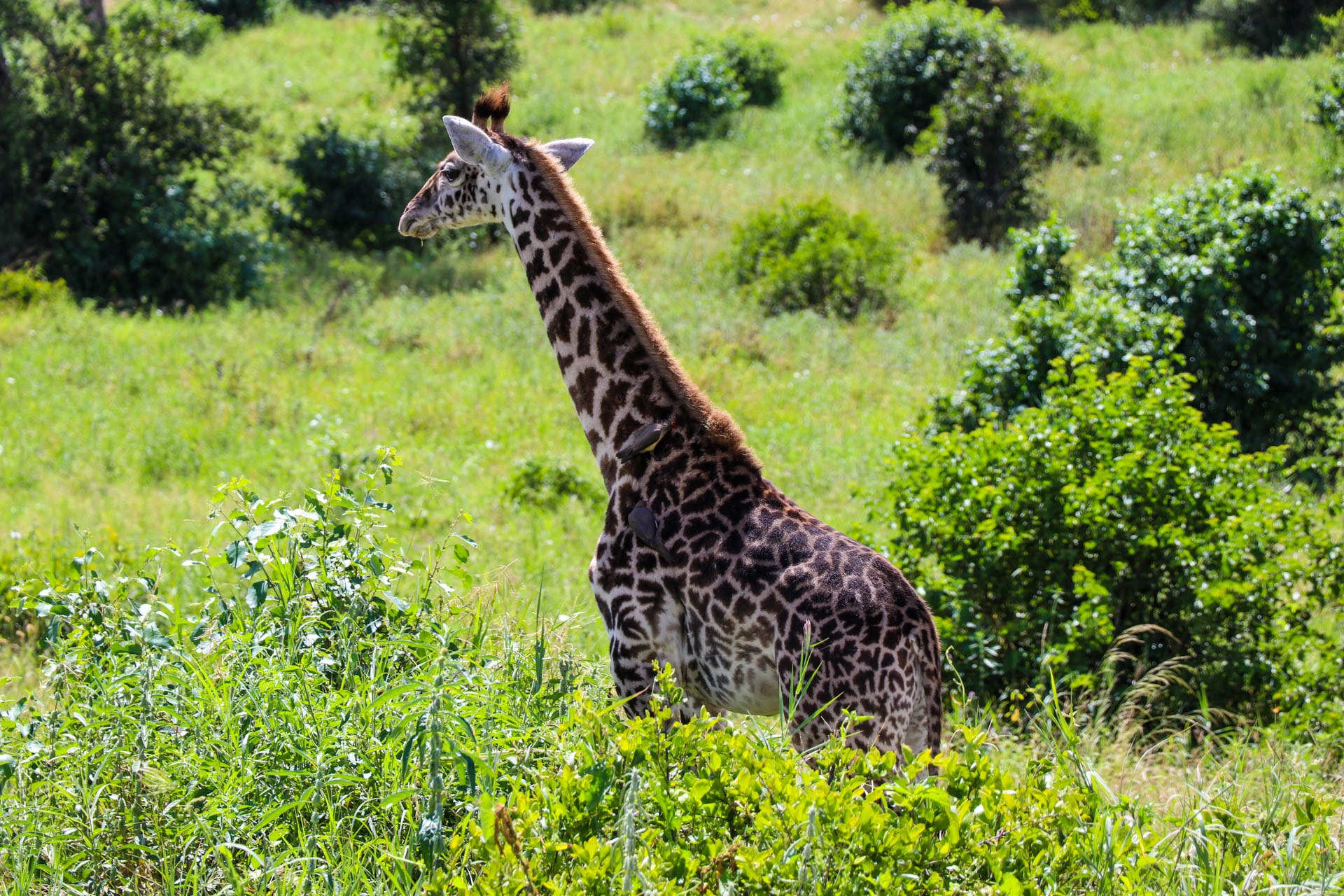 Tanzania Short Safari Holiday - 3 Days Tanzania Safari