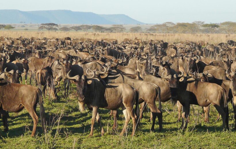 7 Days Serengeti Migration Safari