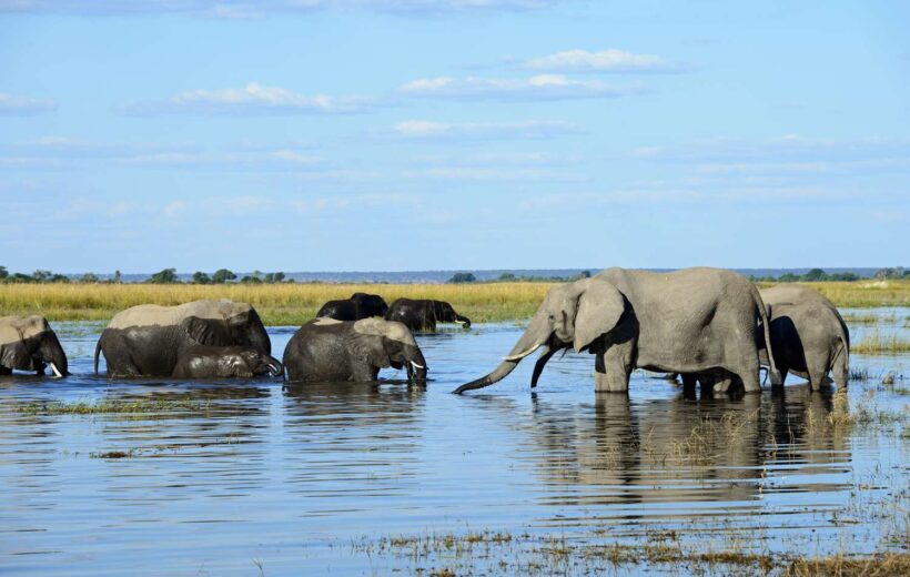 13 Days Zambia Chobe And Delta Safari Holiday